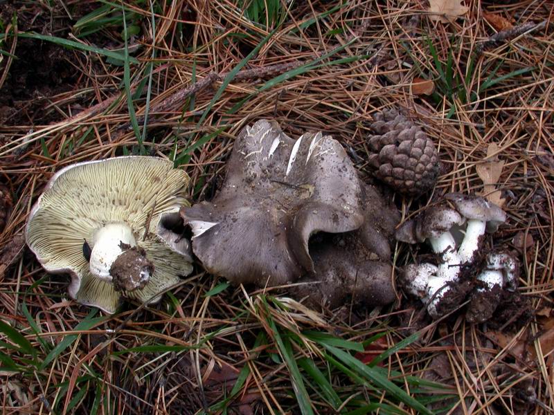 Escursione mirata   a Tricholoma portentosum